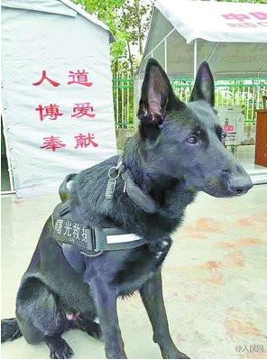 搜救犬黑豹