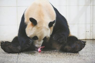 今年四川九对熊猫双胞胎降生 8月迎熊猫生育潮