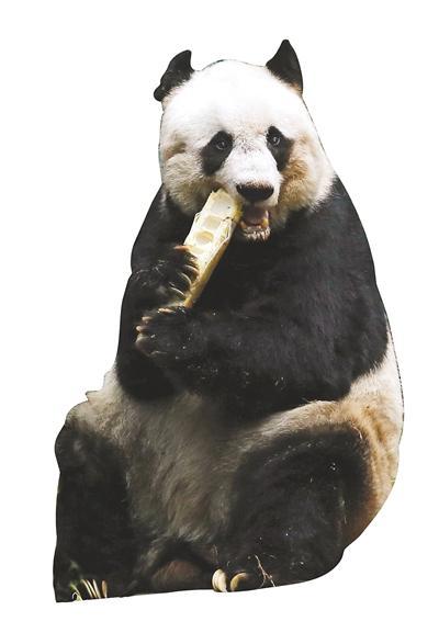 最长寿圈养大熊猫将迎38岁生日 相当于人类百岁