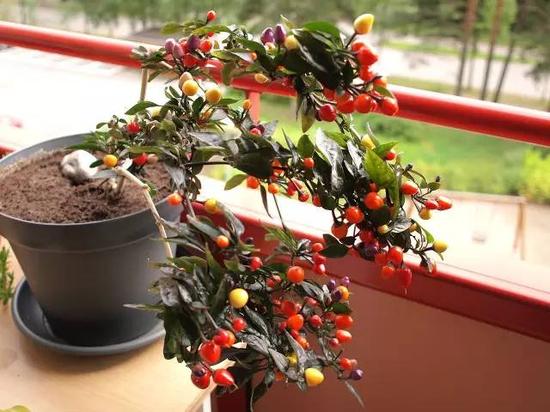 南美的玻利维亚彩虹椒。图片:wikipedia