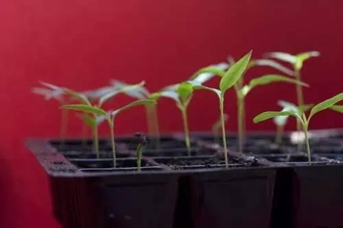辣椒的幼苗。图片:thechilliking.com