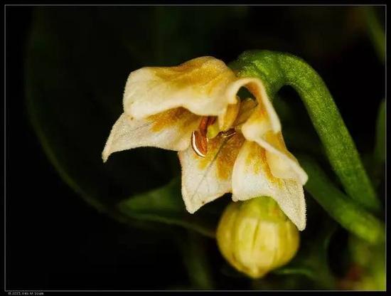 下垂辣椒的花朵单生,而且花冠有黄色或棕色斑点。图片:ipernity.com