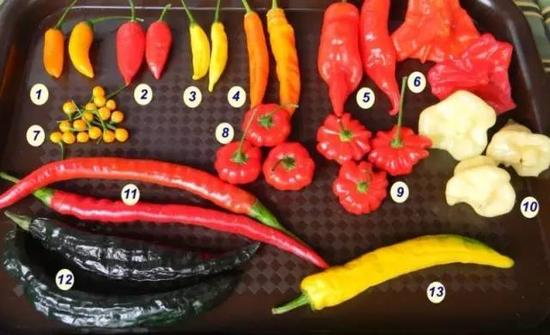 辣椒的品种多种多样。图片:chilli-forum.cz