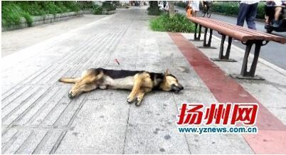 人行道上狗被毒镖射死 环卫工欲上前救援险些被射