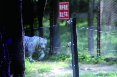 白虎园新装了电网，把动物和游览车分开   摄/记者 杨益