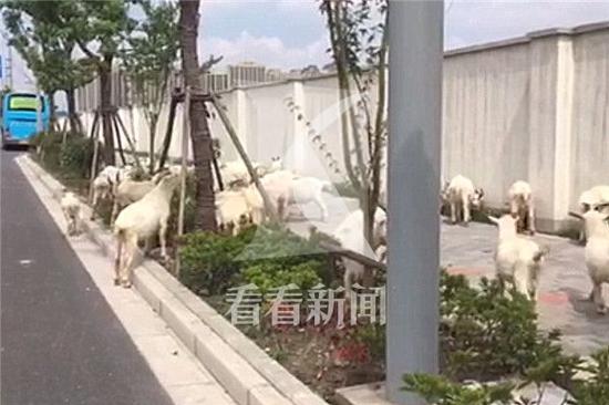群羊出现在殷高东路政芳路的路口,浩浩荡荡的在路口闲逛
