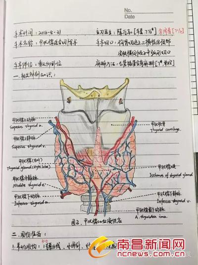 字迹工整手绘解剖图
