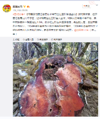 网曝“丽江红豆杉被盗伐”事件，图片来源于微博截图
