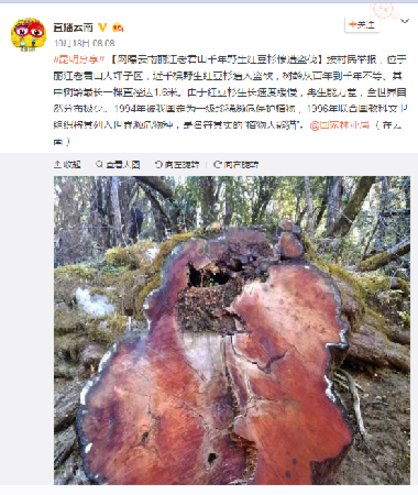 网曝“丽江红豆杉被盗伐”事件,图片来源于微博截图