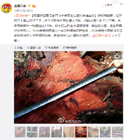 网曝“丽江红豆杉被盗伐”事件,图片来源于微博截图