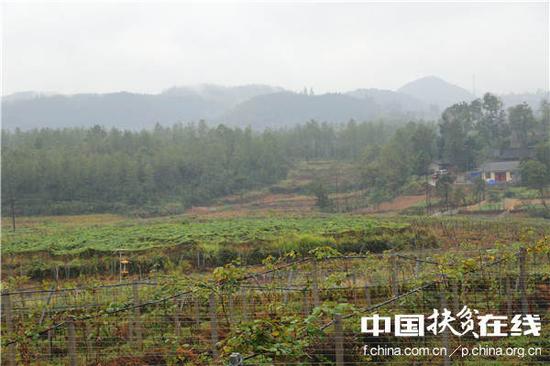 十八洞村最大的产业项目1000亩猕猴桃产业园。王振红摄