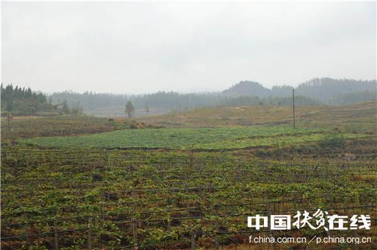 十八洞村最大的产业项目1000亩猕猴桃产业园。王振红摄