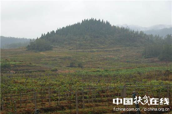 十八洞村最大的产业项目1000亩猕猴桃产业园。王振红摄