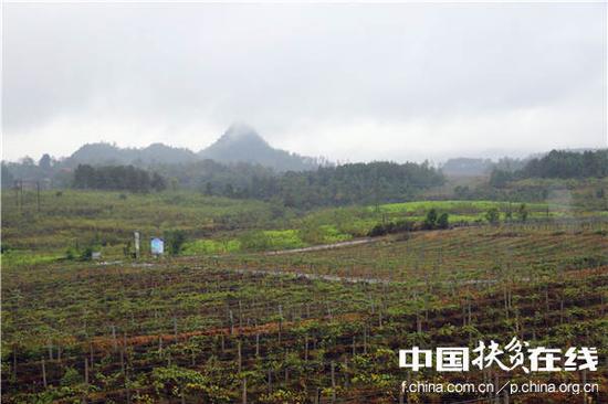 十八洞村最大的产业项目1000亩猕猴桃产业园。王振红摄