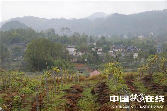 十八洞村最大的产业项目1000亩猕猴桃产业园。王振红摄