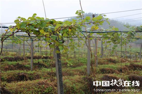 十八洞村最大的产业项目1000亩猕猴桃产业园。王振红摄