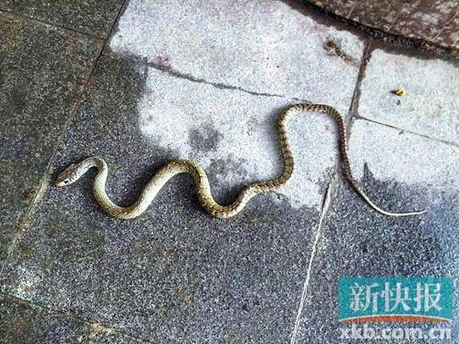 被打死的水律蛇，虽然事后经证实无毒，但也非常吓人。 报料人供图