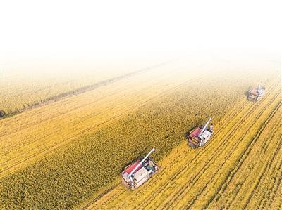 江苏首个水稻保险试点效果明显 农民种田更踏