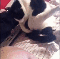 1480941206889020.gif