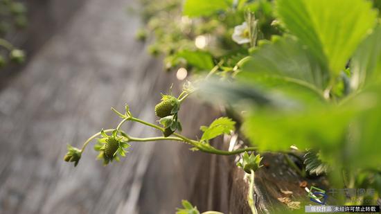 昌平草莓成长记:温室里绽放的小花