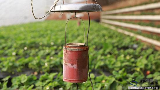 昌平草莓成长记:温室里绽放的小花