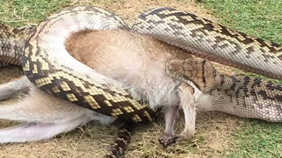 蟒蛇吞噬了一头沙袋鼠 