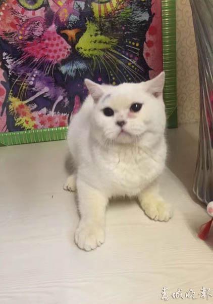 女子买猫后反悔 把小猫剥皮致死丢宠物店门口