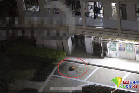 事发当晚流浪狗被从三楼窗口扔出(微博截图)