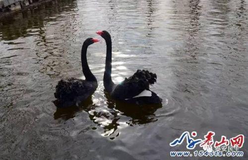 丢失鹅蛋的一对黑天鹅已经四天不吃喝,在水中不停鸣叫。
