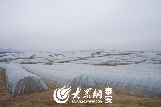 图为刘孝平的茶叶大棚，覆盖近万亩土地