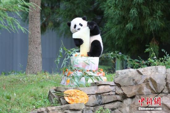 1岁时的大熊猫“宝宝”。中国大熊猫保护研究中心 供图 1岁时的大熊猫“宝宝”。中国大熊猫保护研究中心 供图