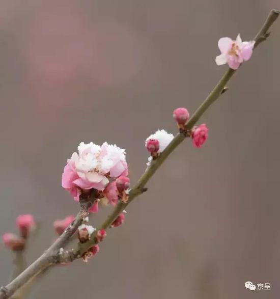 (京呈 李继辉摄)