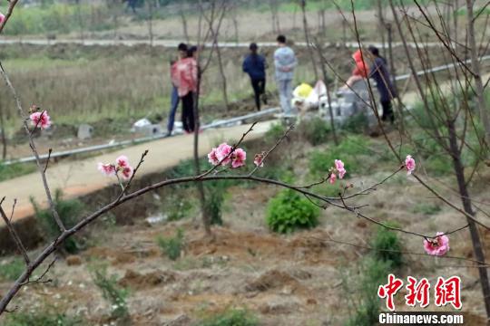  石坑樱花生态园的樱花已零星开放。　周金有 