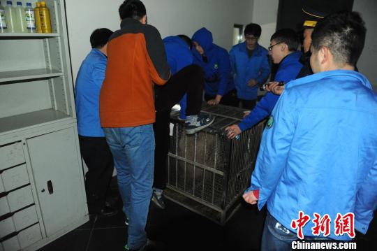     大熊猫“蜀兰”运抵中国大熊猫保护研究中心都江堰基地。　李传有　摄