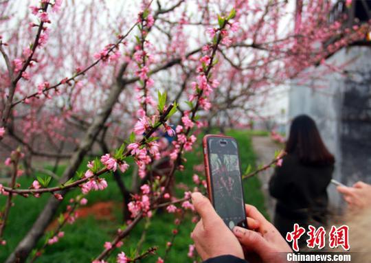 市民在桃花树下赏花拍照。　卢文伟　摄