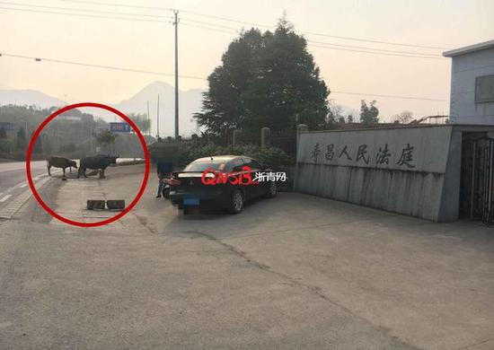 老孙将自家牛牵到法庭外