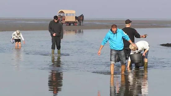 中国记者体验丹麦生蚝泛滥区 原来只是农家乐