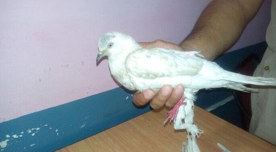 2015年5月30日，印度警察捉住一只疑为巴基斯坦的鸽子“间谍”。