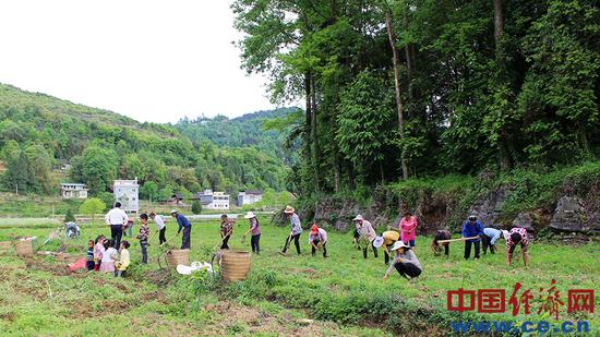 村民在万贯园经果林基地打工干活