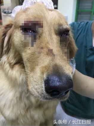 剃光毛后金毛犬腹部多处伤口明显,眼睛也呈充血状。 图片来源于微博网友@HUST_维维豆奶
