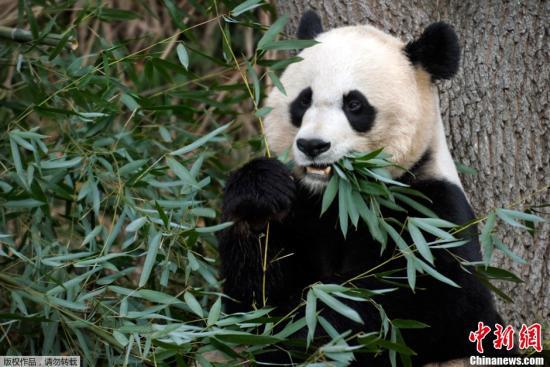 图为“美香”在华盛顿国家动物园内进食。