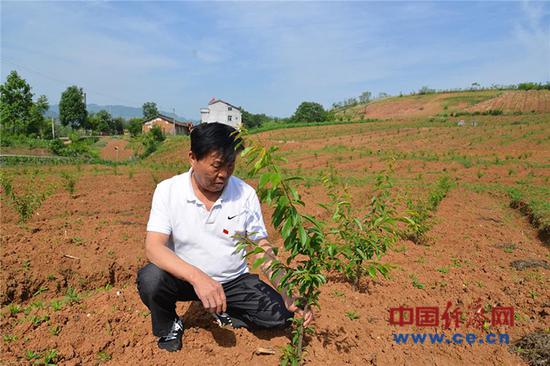 　　村支书夏德全在村里的香李园里，查看香李苗的长势。经济日报·中国经济网记者 刘蓉摄 