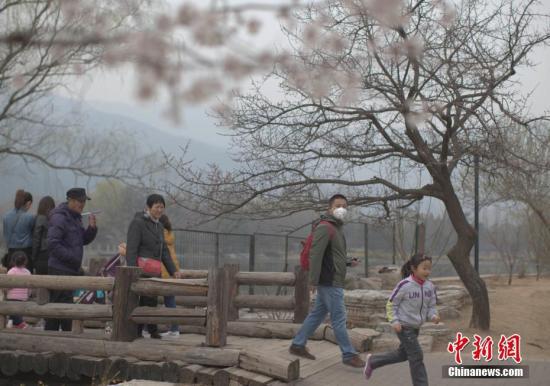 3月22日,北京遭遇雾霾天,空气质量达中度污染。图为市民在北京植物园赏春花。 中新社记者 刘关关 摄