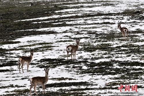 资料图：2013年9月4日下午，4只藏原羚在青海可可西里自然保护区的公路旁向路人张望。