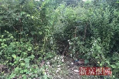 ▲小女孩被拖入的地点荆棘丛生。