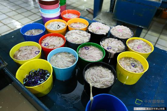 清洗完成的羊肠（7月4日摄 图片来源：tuku.qianlong.com）。千龙网记者 许珠珠摄