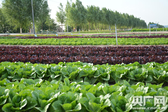 原州区姚磨村闫堡万亩冷凉蔬菜基地