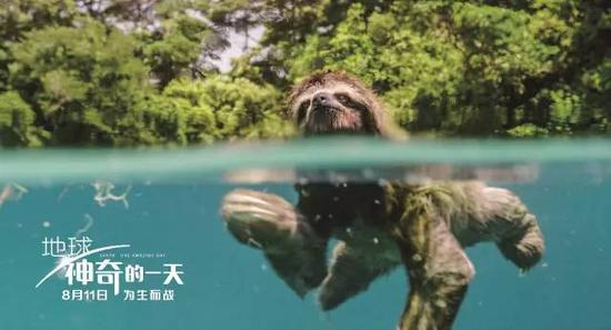 ▲树懒为爱下海