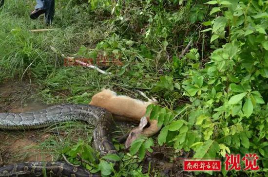 甸蟒被放生保护区后猎杀坡鹿 后者面临生死劫