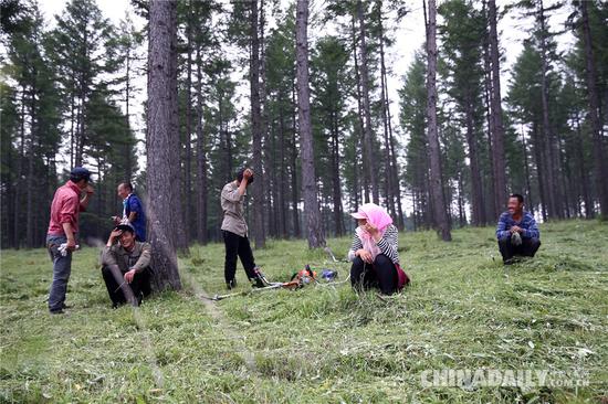 树林、草地，满眼绿色，护林员的林间小憩。